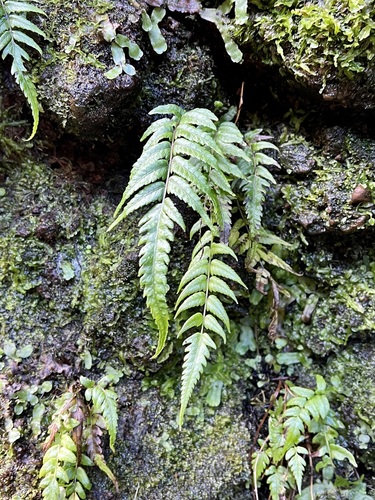 Menisciopsis wailele observed 2022-01-14