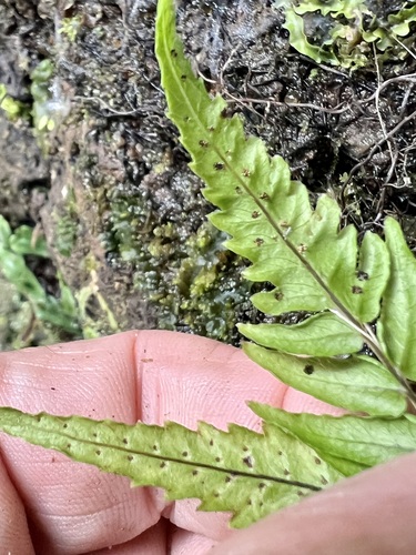 Menisciopsis wailele