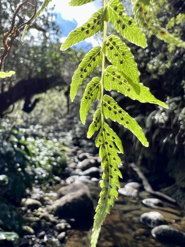 Menisciopsis wailele