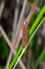 Carex dipsacea