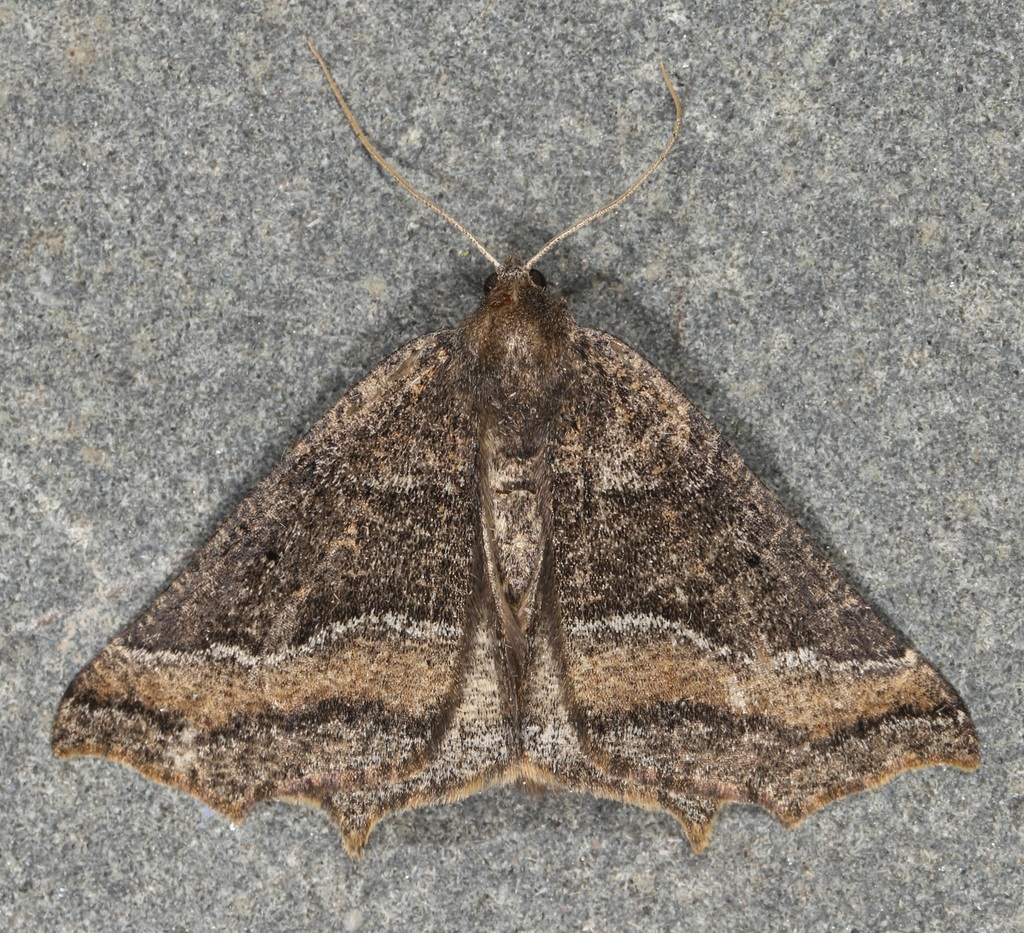 Prochoerodes amplicineraria