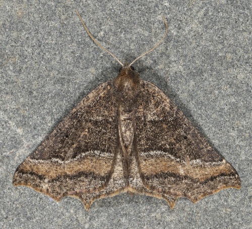 Prochoerodes amplicineraria