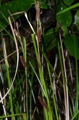 Carex dipsacea