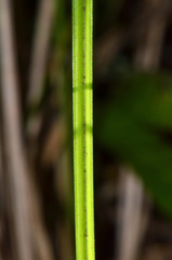 Carex dipsacea
