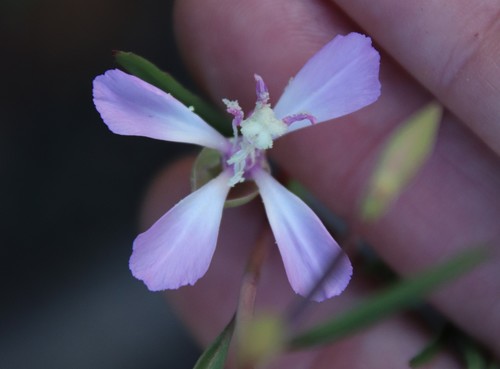 Campo clarkia (Clarkia delicata)