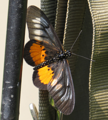 Acraea peneleos