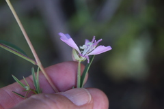 Clarkia delicata