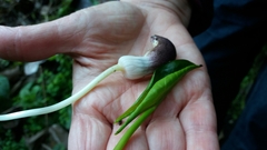 Arisarum