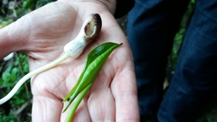 Arisarum