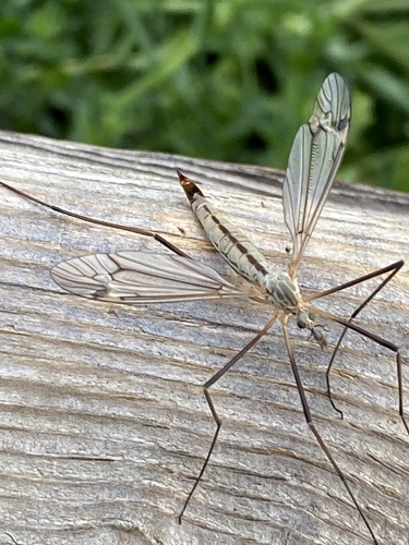iNaturalist observation photo of Common Crane Flies