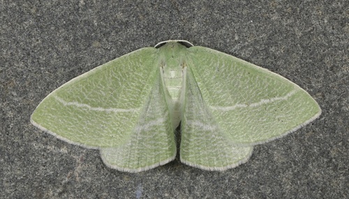 Chlorosea nevadaria photo 4