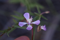 Clarkia delicata