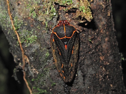 Makonaima