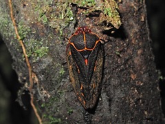 Makonaima rivularis