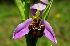 Ophrys apifera
