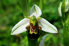 Ophrys apifera