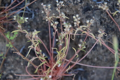 Claytonia parviflora viridis