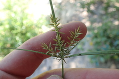 Cyperus thyrsiflorus