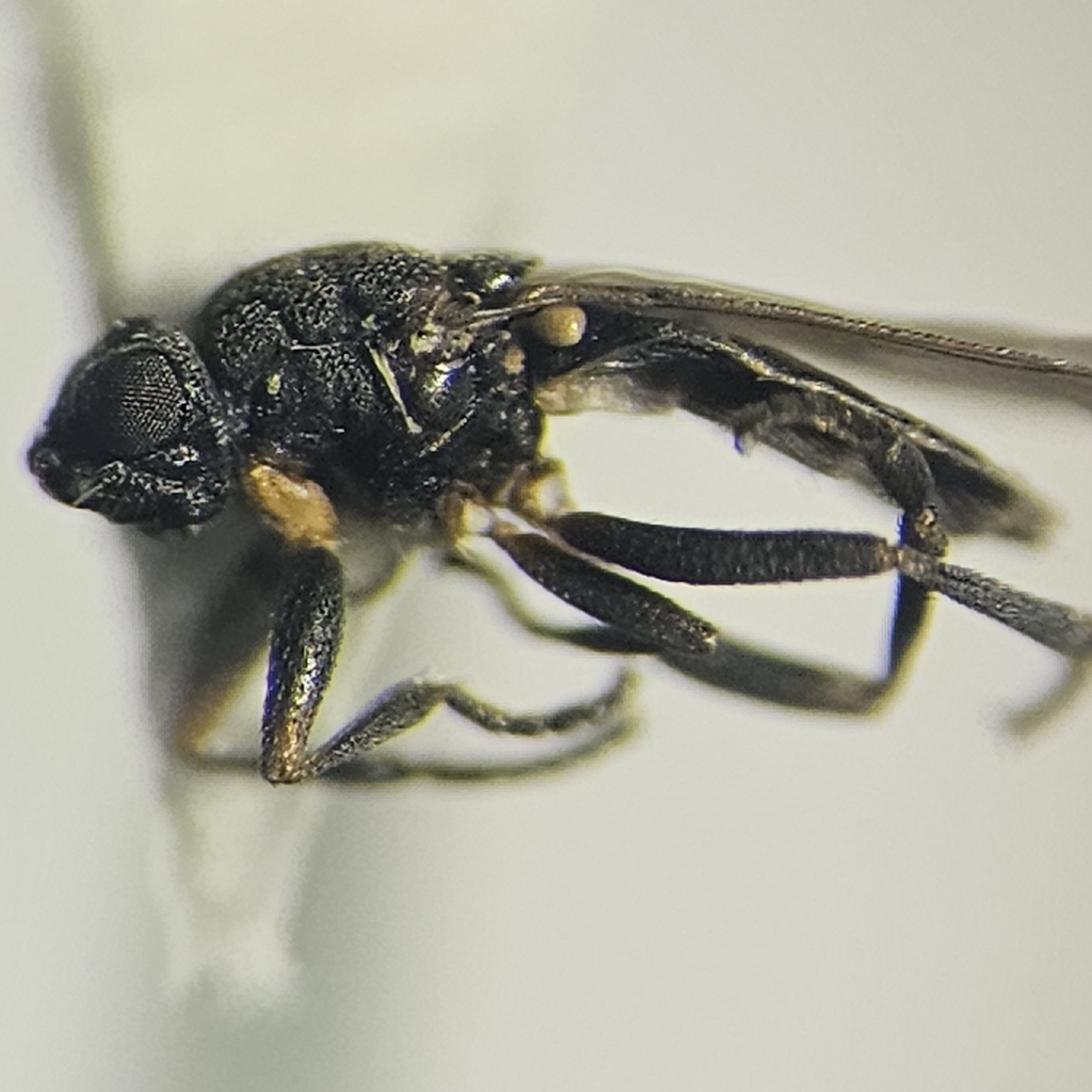 Ischiolepta ischnocnemis