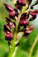 Anacamptis coriophora fragrans
