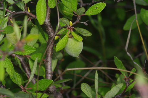 Image of Prunus texana by (c) Michelle W. （鍾偉瑋）, some rights reserved (CC BY)