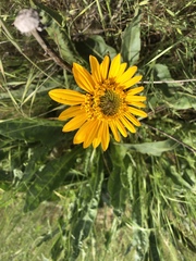 Wyethia angustifolia