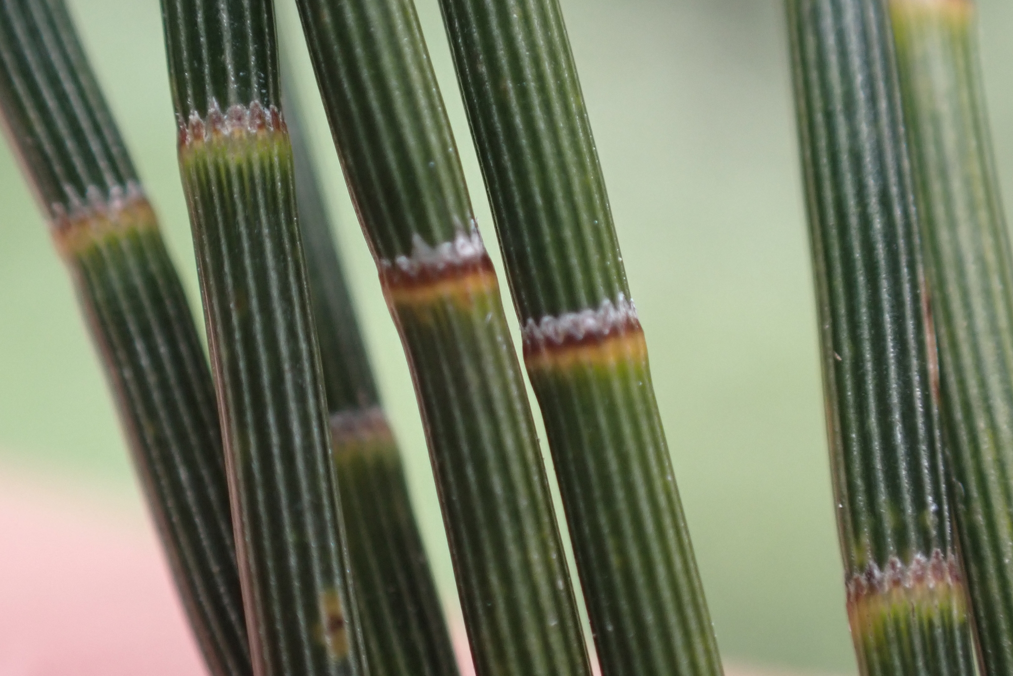 Casuarina