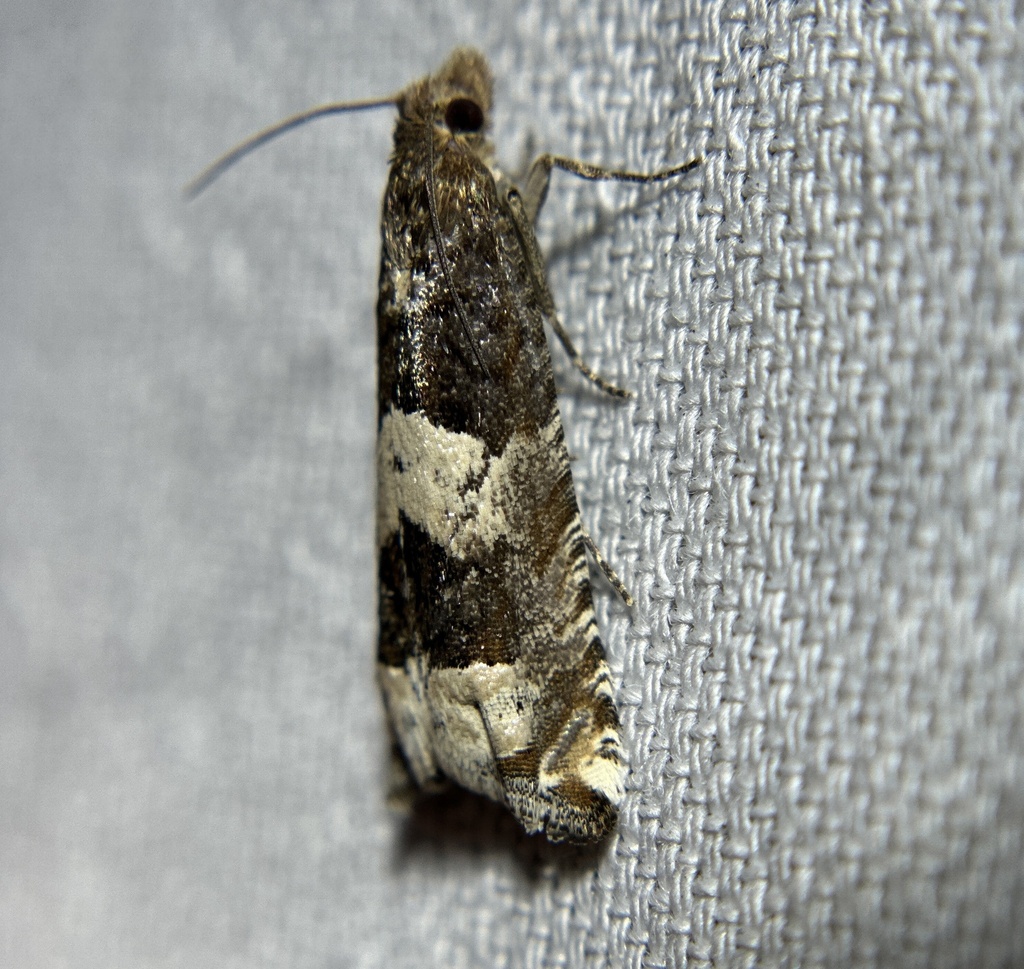 Suleima daracana