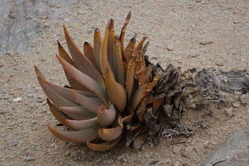 Aloe asperifolia