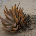 Aloe asperifolia - Photo (c) John Barkla, alguns direitos reservados (CC BY), uploaded by John Barkla
