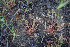 Claytonia parviflora viridis