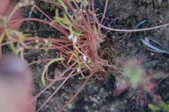 Claytonia parviflora viridis
