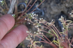 Claytonia parviflora viridis
