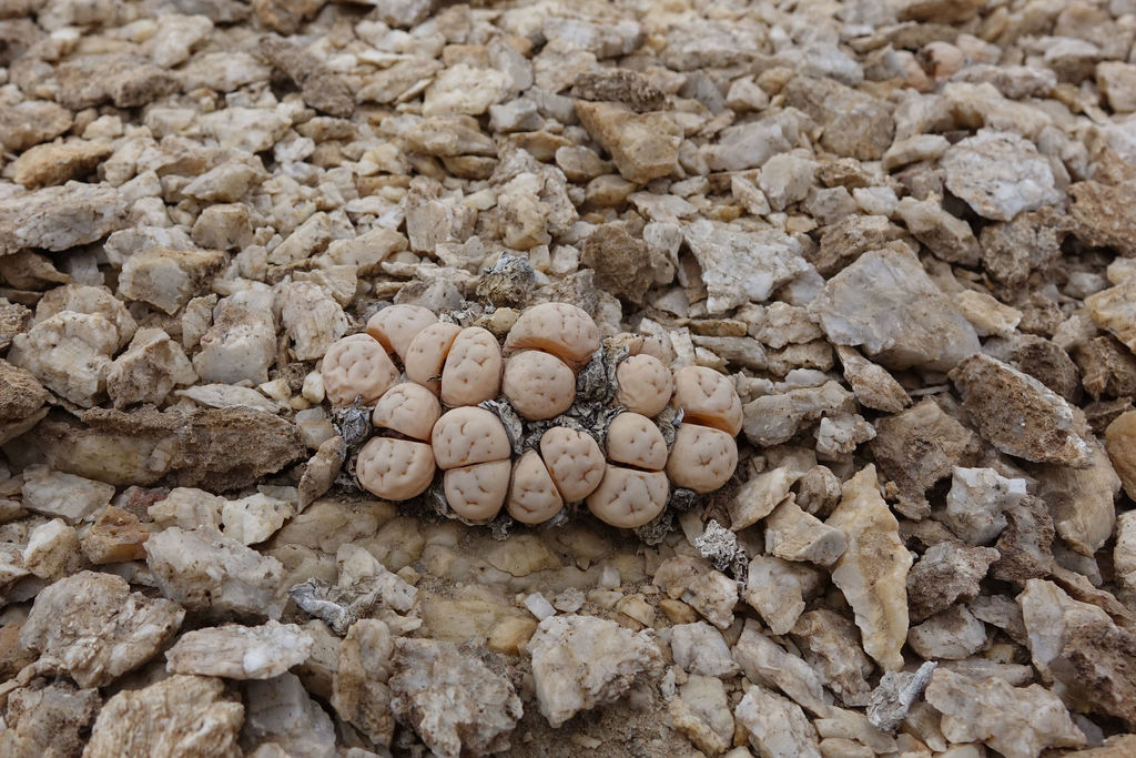 Lithops ruschiorum, Erongo, NA