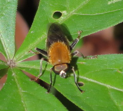 Pterallastes thoracicus