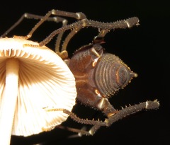 Ampycidae