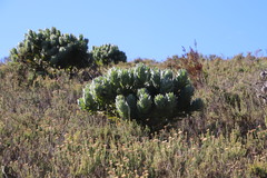 Leucospermum conocarpodendron