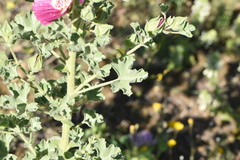 Malope trifida