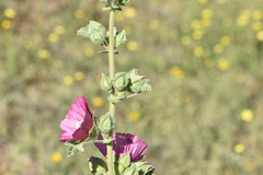 Malope trifida
