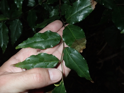 Flacourtia jangomas observed 2024-04-14