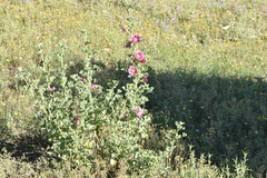 Malope trifida