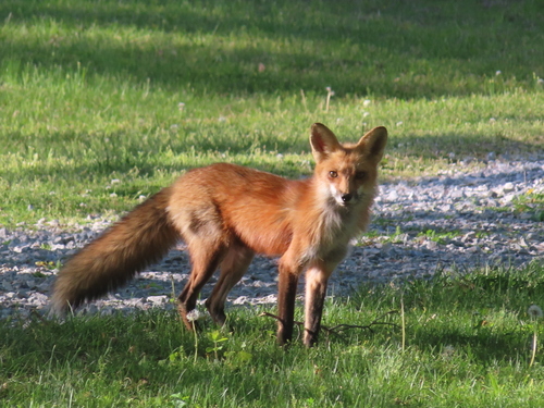 Red Fox photographed in Arkansas