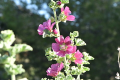 Malope trifida