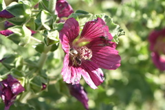 Malope trifida