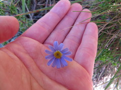 Felicia aethiopica