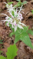 Monarda russeliana