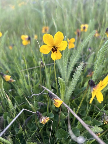 iNaturalist observation photo of California Golden Violet