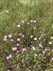 Sidalcea calycosa calycosa
