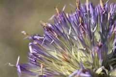 Echinops strigosus