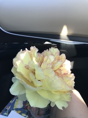 Paeonia × suffruticosa